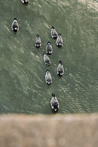 High angle view of geese swimming on lake