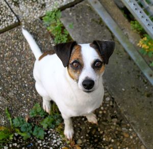 High angle portrait of dog standing outdoors