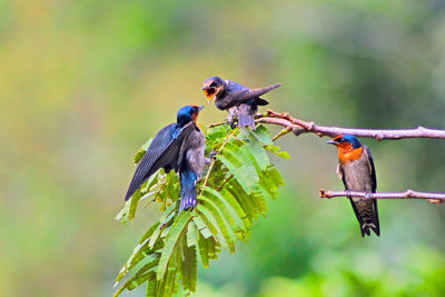 Birds perching on leaf