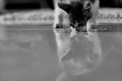 Close-up portrait of a cat