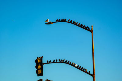 Low angle view of birds flying against clear blue sky