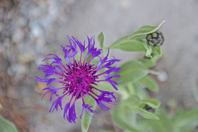 High angle view of purple flowering plant