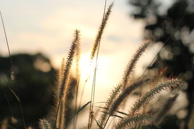 Close-up of reed grass growing on field against sky