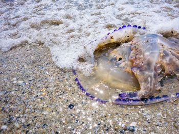 Jellyfish on beach