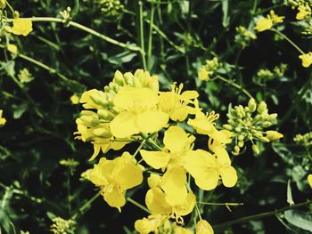 Close-up of yellow flowers