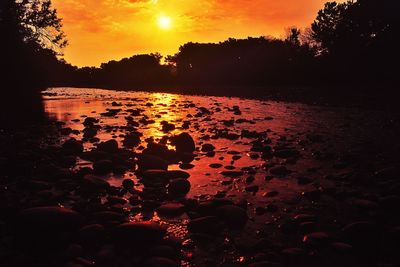 Silhouette trees on beach against orange sky