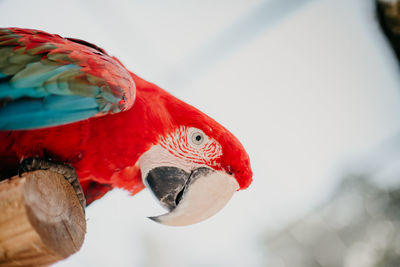 Close-up of a parrot