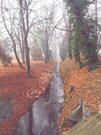 Bare trees in park