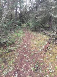 Trees in forest