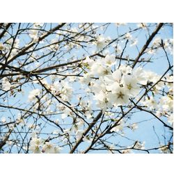 Low angle view of flowers blooming on tree