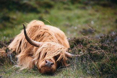 Highland cattle resting on grassy field