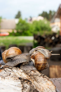 Close-up of snail