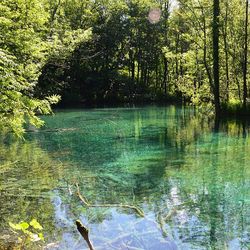 Reflection of trees in lake