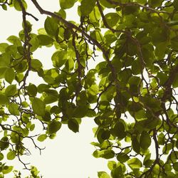 Low angle view of leaves on tree