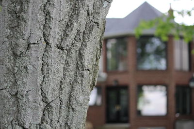 Close-up of tree trunk against house
