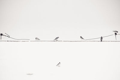 Low angle view of birds perching on power line