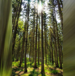 Pine trees in forest