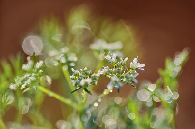 Close-up of white flowering plant