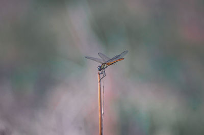 Low angle view of dragonfly on plant