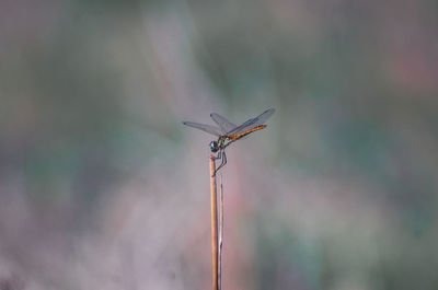 Orange dragonfly