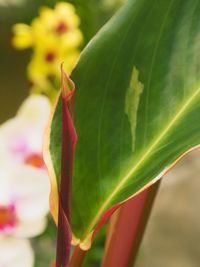 Close-up of flower