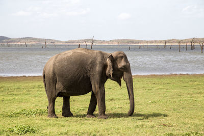 Elephant in a field