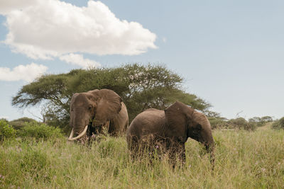 Elephants on field against sky