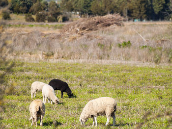 Sheep grazing on land