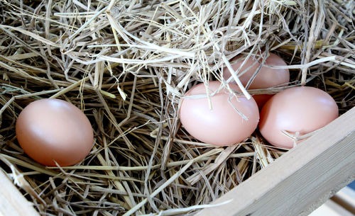 High angle view of eggs in nest