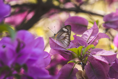 Close-up of butterfly pollinating on purple flower