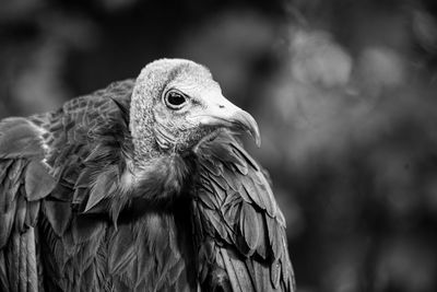 Close-up of eagle