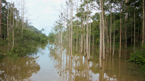 Reflection of trees in forest against sky