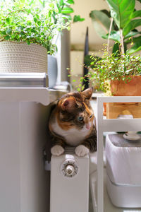 Comfortable place. fluffy cat hiding between houseplants on warm battery indoors, enjoy hot radiator