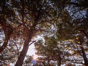 Low angle view of trees against sky