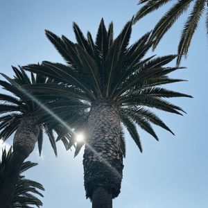 Low angle view of palm tree against clear sky