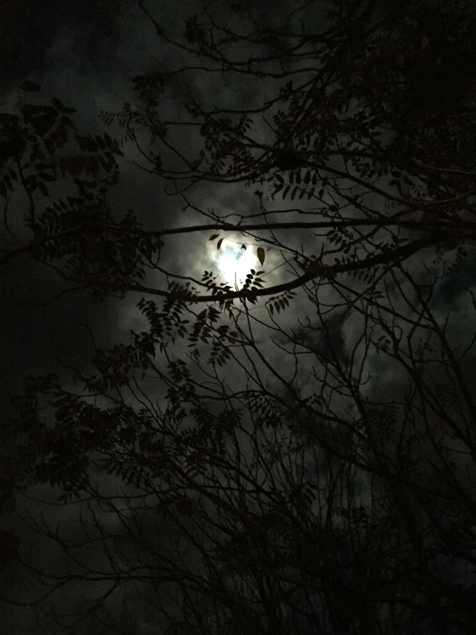 LOW ANGLE VIEW OF ILLUMINATED BIRD ON TREE AT NIGHT