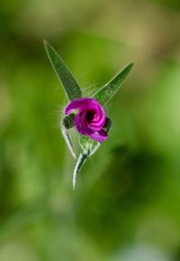 Close-up of insect on flower