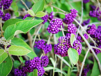 Close-up of purple flowers growing on plant