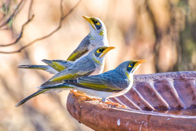 Close-up of bird perching on feeder