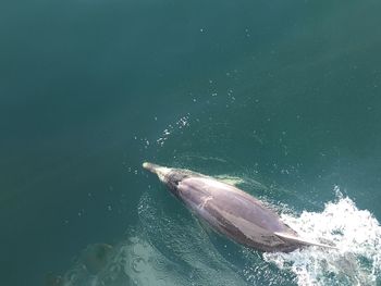 High angle view of dolphin swimming in sea