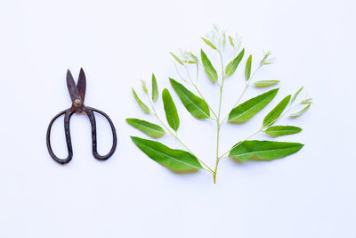 High angle view of leaves against white background