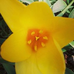 Close-up of yellow flower