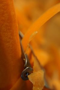 Close-up of orange leaf