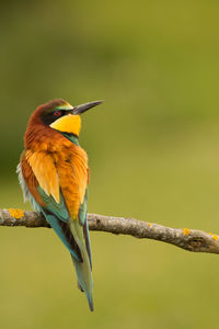 Close-up of bird perching on branch