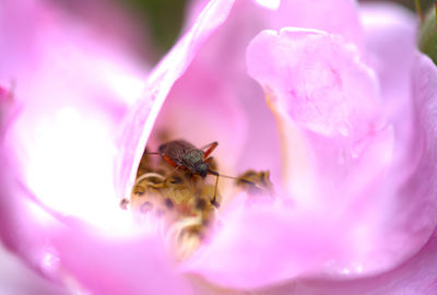 Close-up of bee pollinating on pink flower