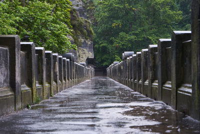 Footpath amidst trees and plants during rainy season