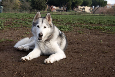 Portrait of dog relaxing on field