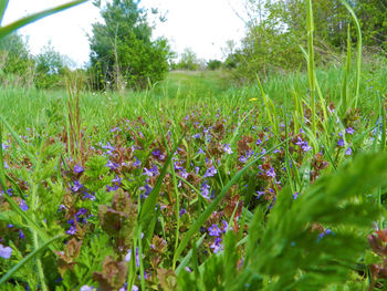 Purple flowers growing in field