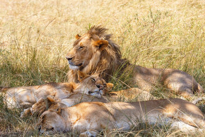 Lion family resting in the high grass