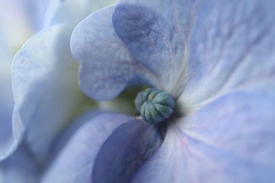 Close-up of flower